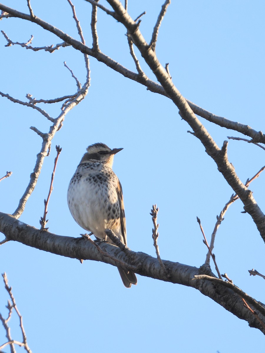 svartflekktrost - ML646681759