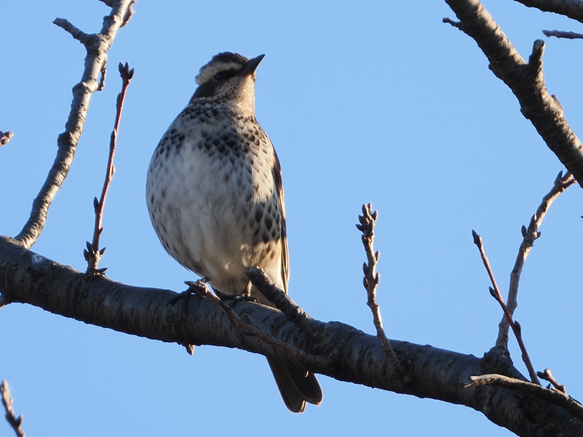 svartflekktrost - ML646681760