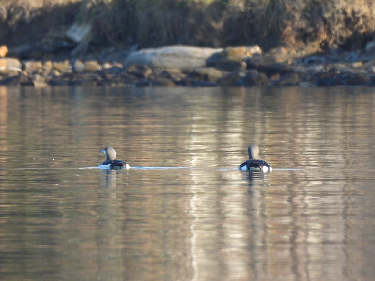Arctic Loon - ML646681764