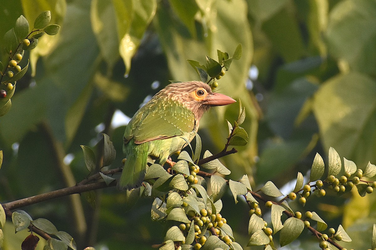 Brown-headed Barbet - ML646681765