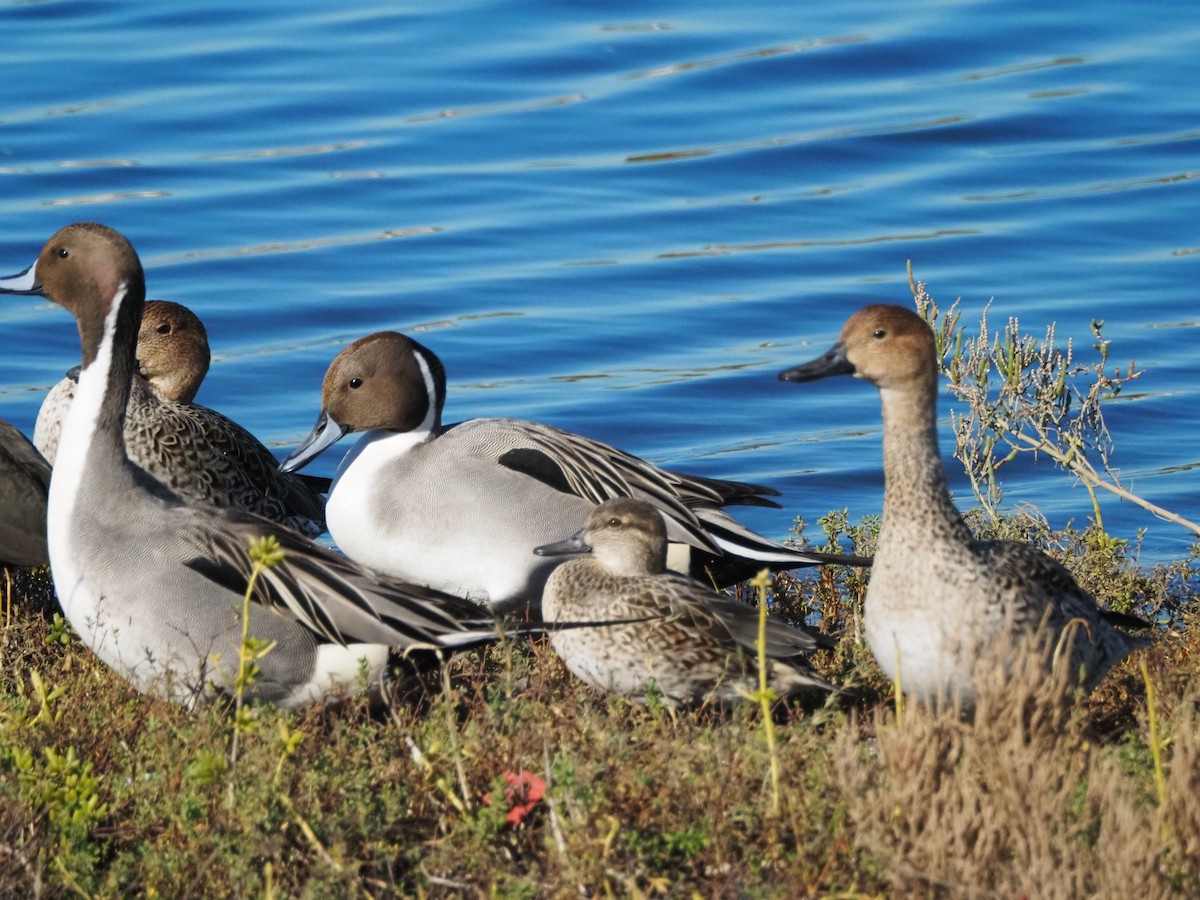 Codone - ML646681766