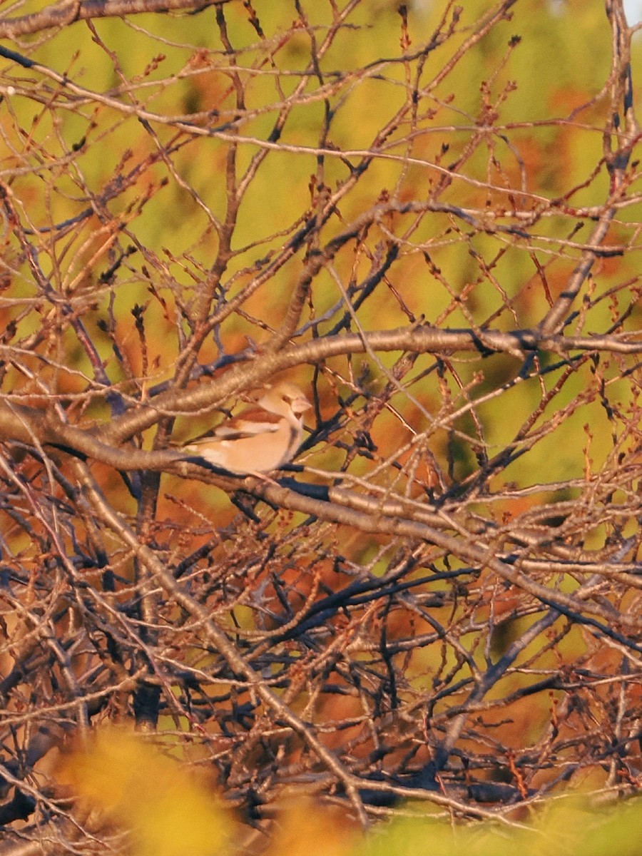 kjernebiter - ML646681769