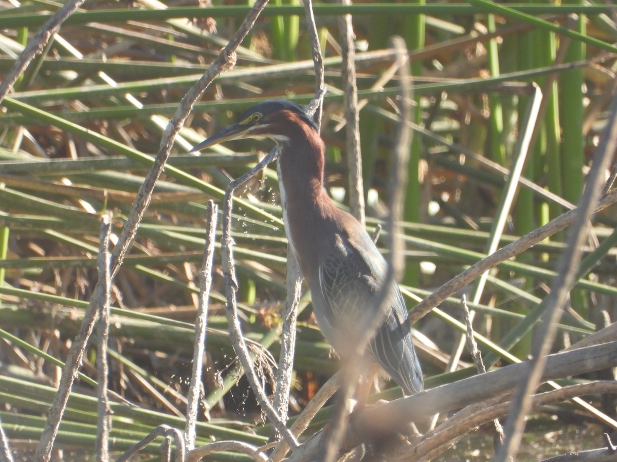 Héron vert - ML646681772