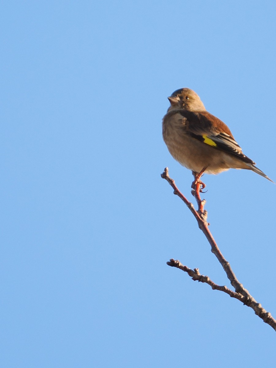 orientfink - ML646681780