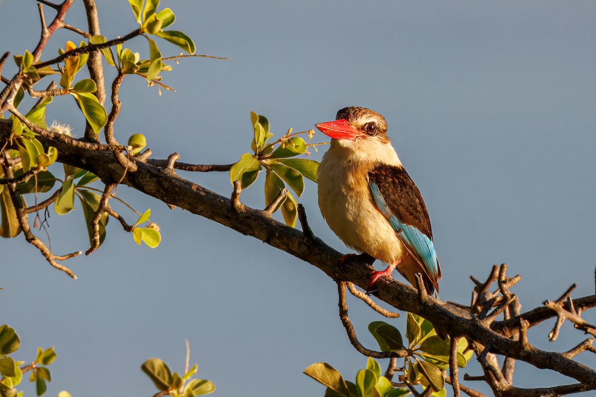 ledňáček kápový - ML646681782