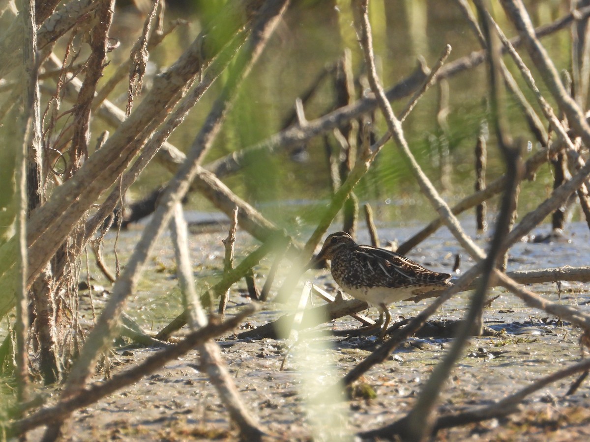 Bécassine de Wilson - ML646681783