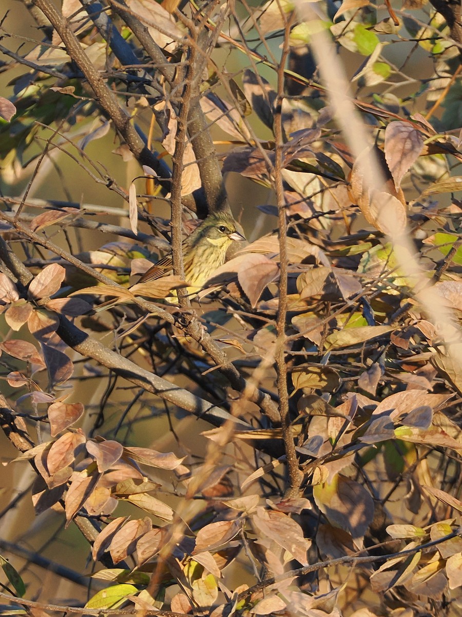 svartmaskespurv - ML646681786