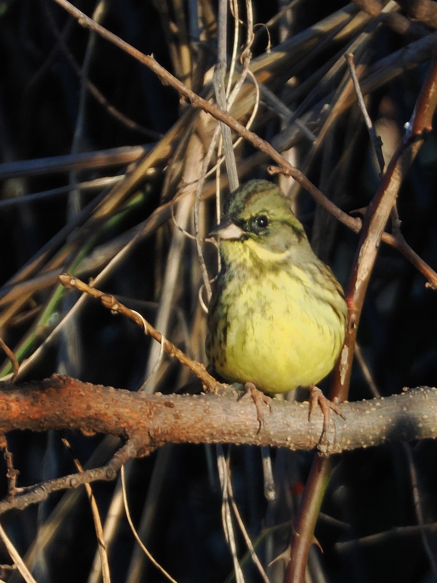 svartmaskespurv - ML646681787