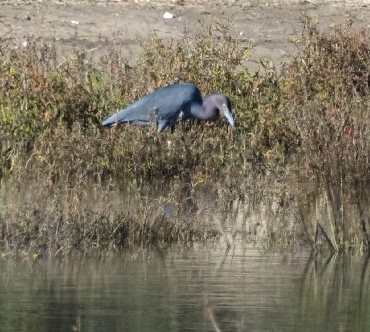 Little Blue Heron - ML646681788