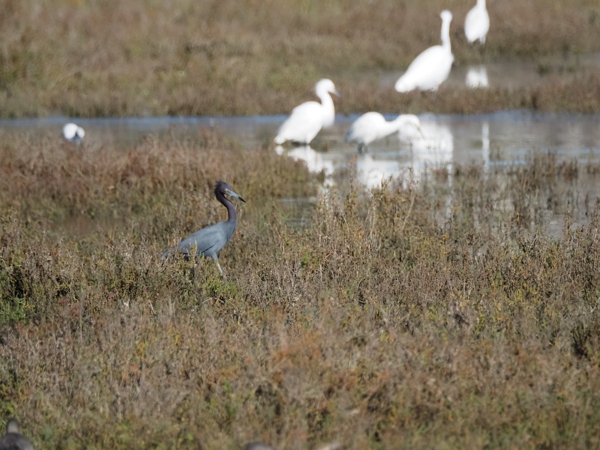 Little Blue Heron - ML646681789