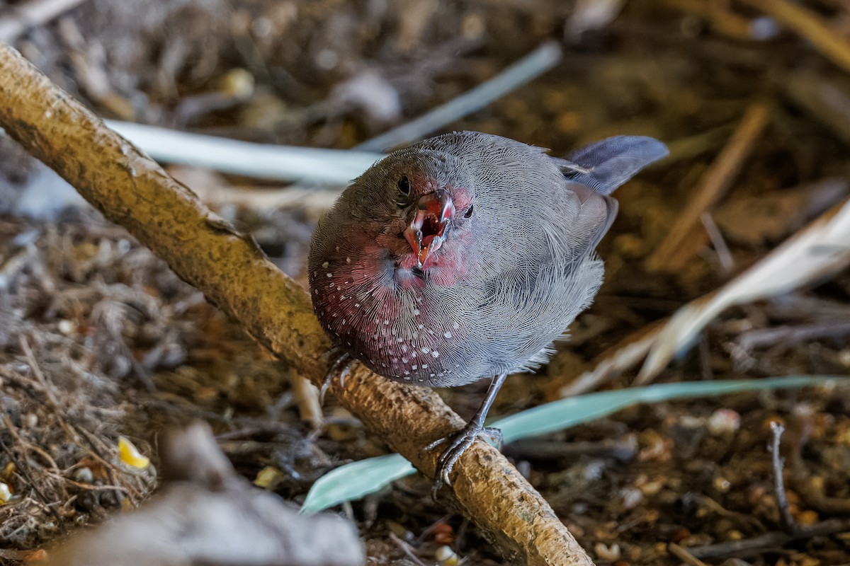 Brown Firefinch - ML646681791