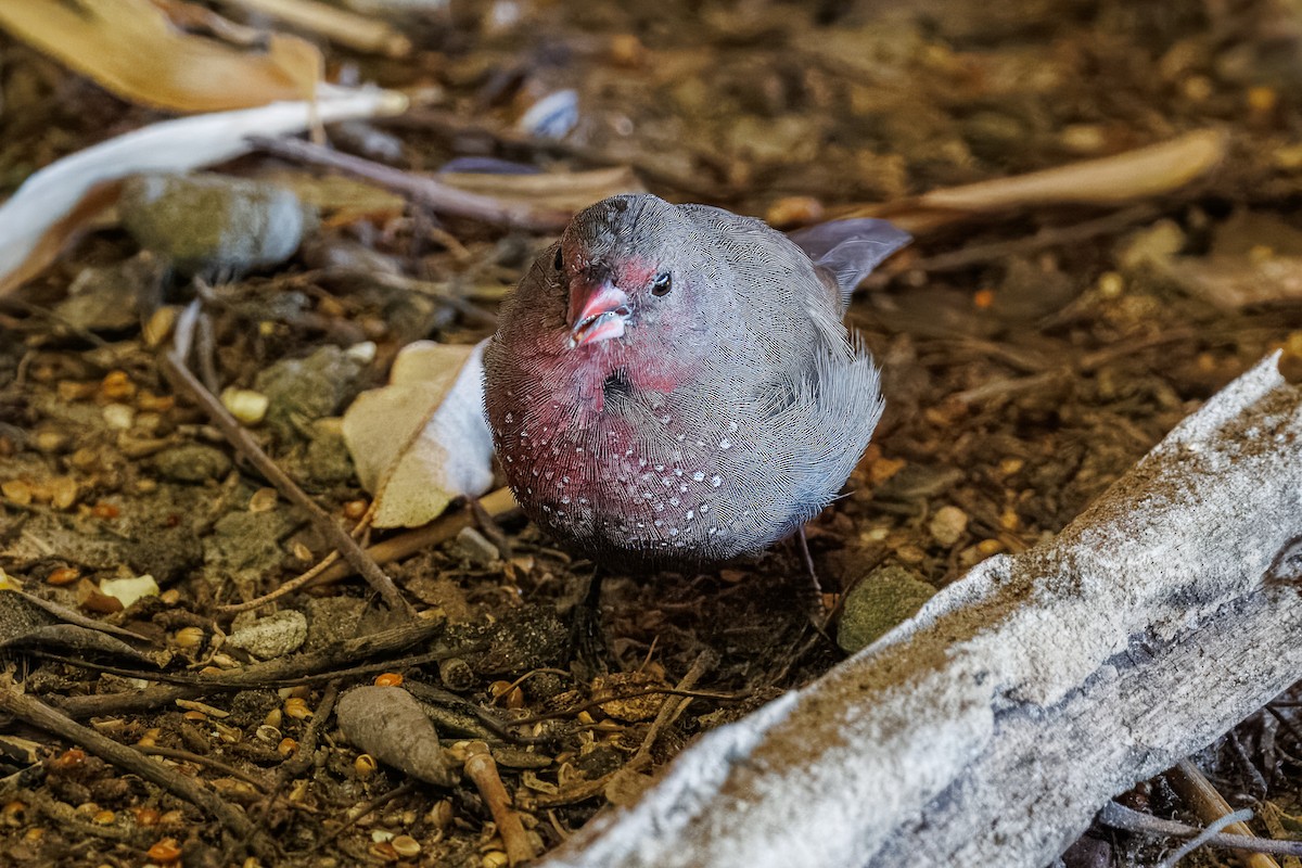 Brown Firefinch - ML646681792