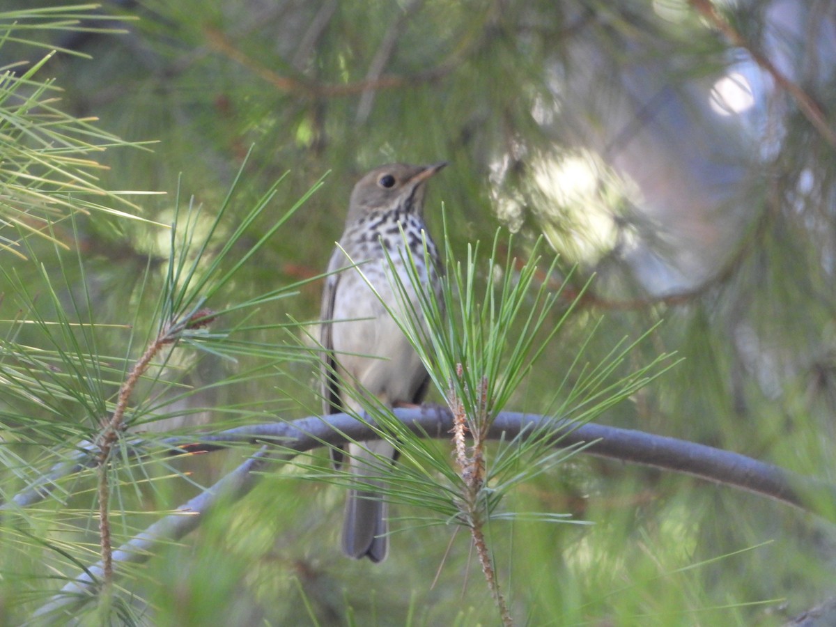 Grive solitaire - ML646681799