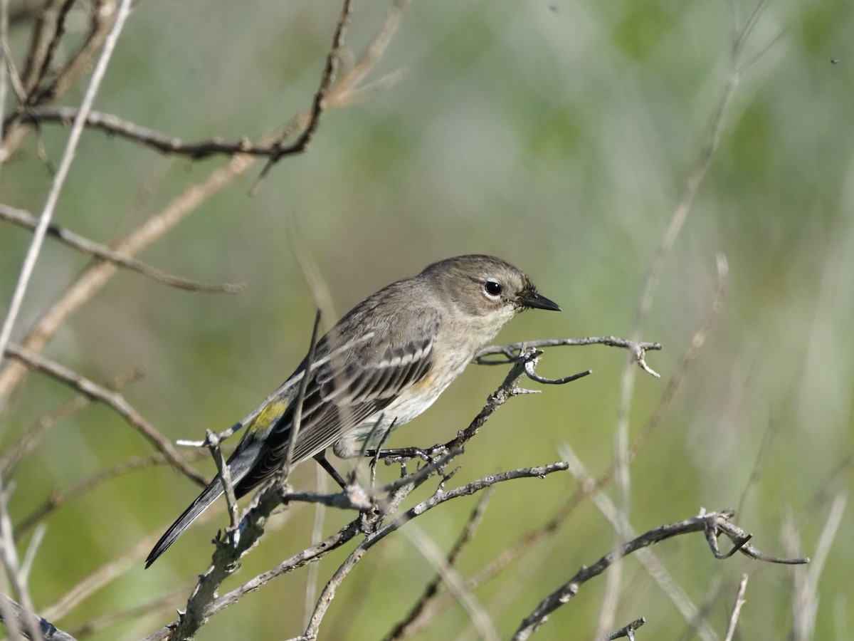 Yellow-rumped Warbler - ML646681805
