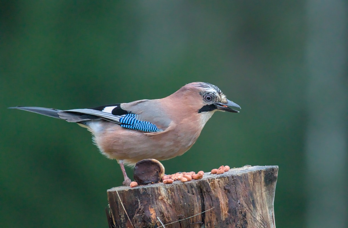 Eurasian Jay - ML646681806