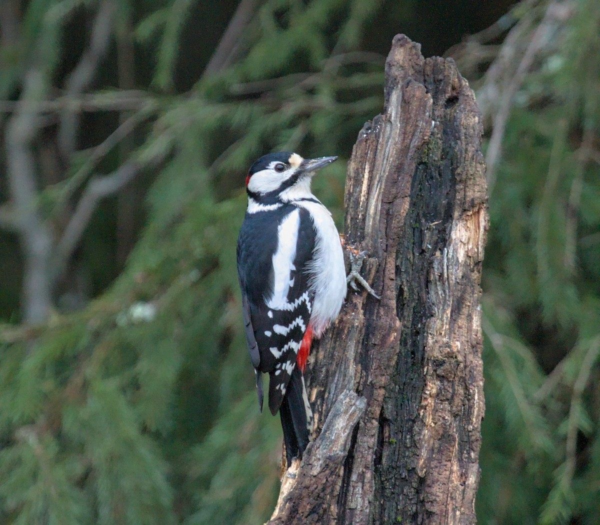 Great Spotted Woodpecker - ML646681808