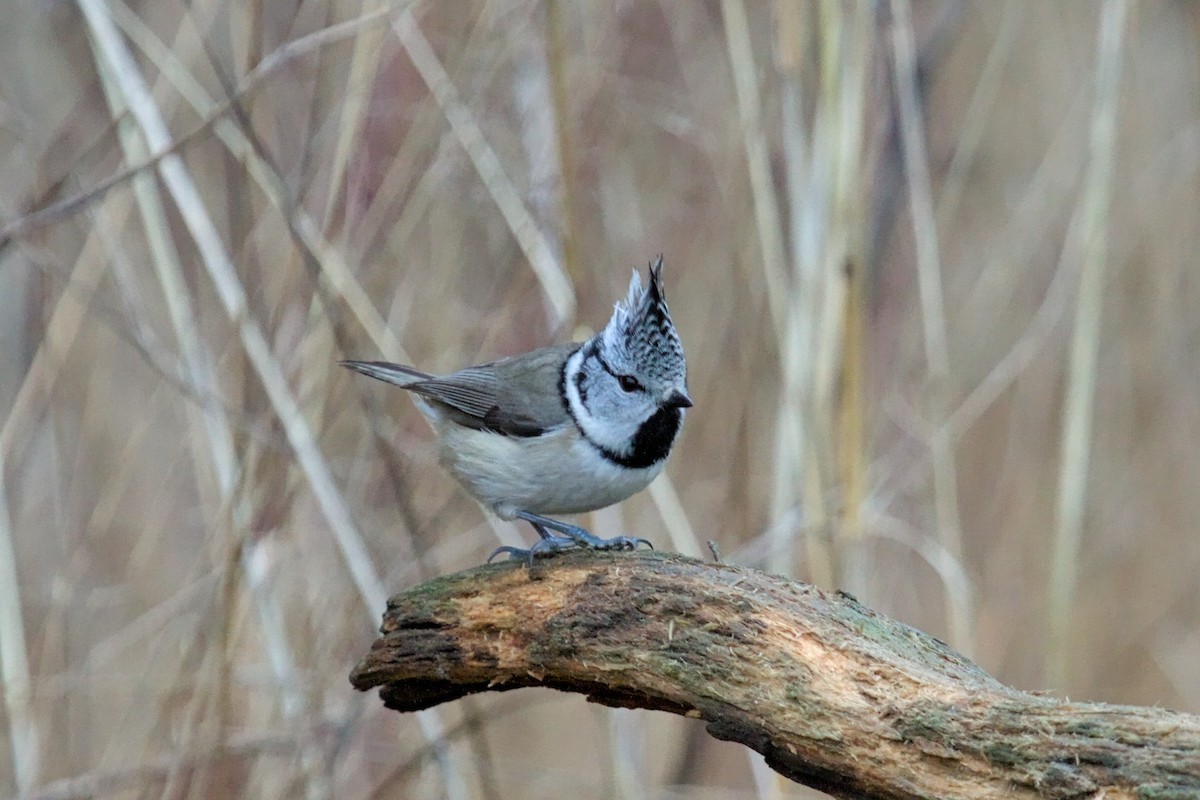 Crested Tit - ML646681809