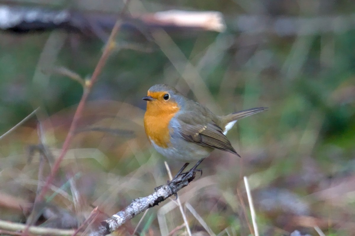 European Robin - ML646681813