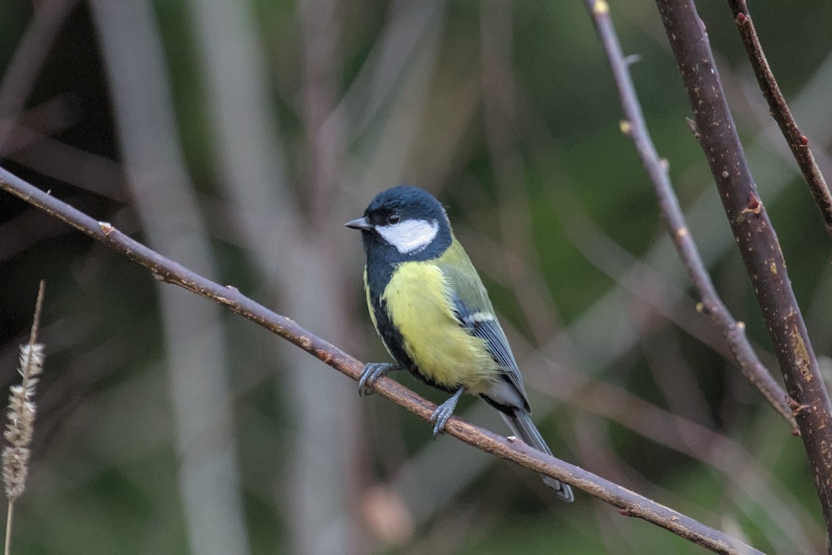 Great Tit - ML646681816