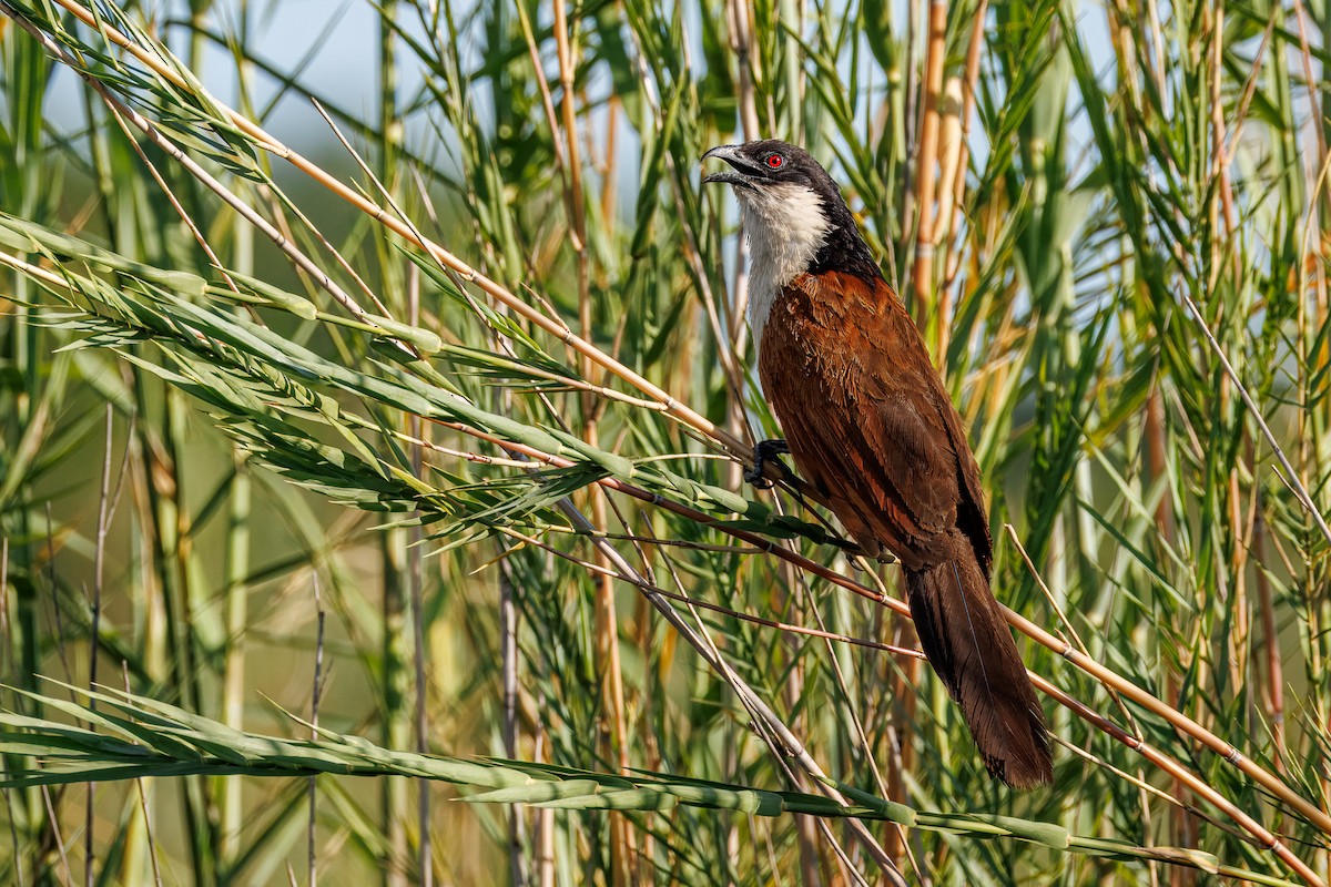 kukačka měděná - ML646681821