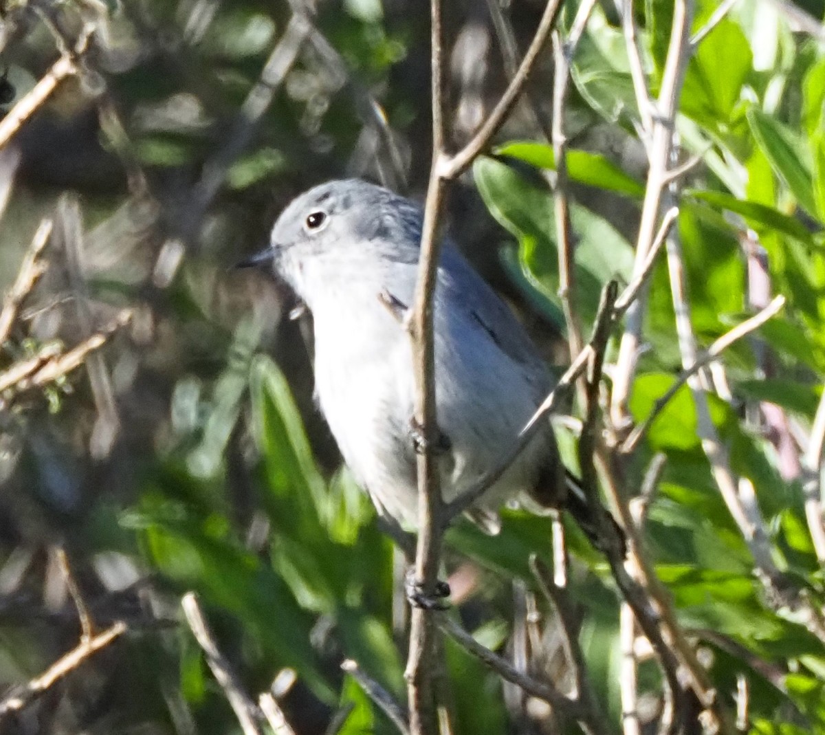 California Gnatcatcher - ML646681823