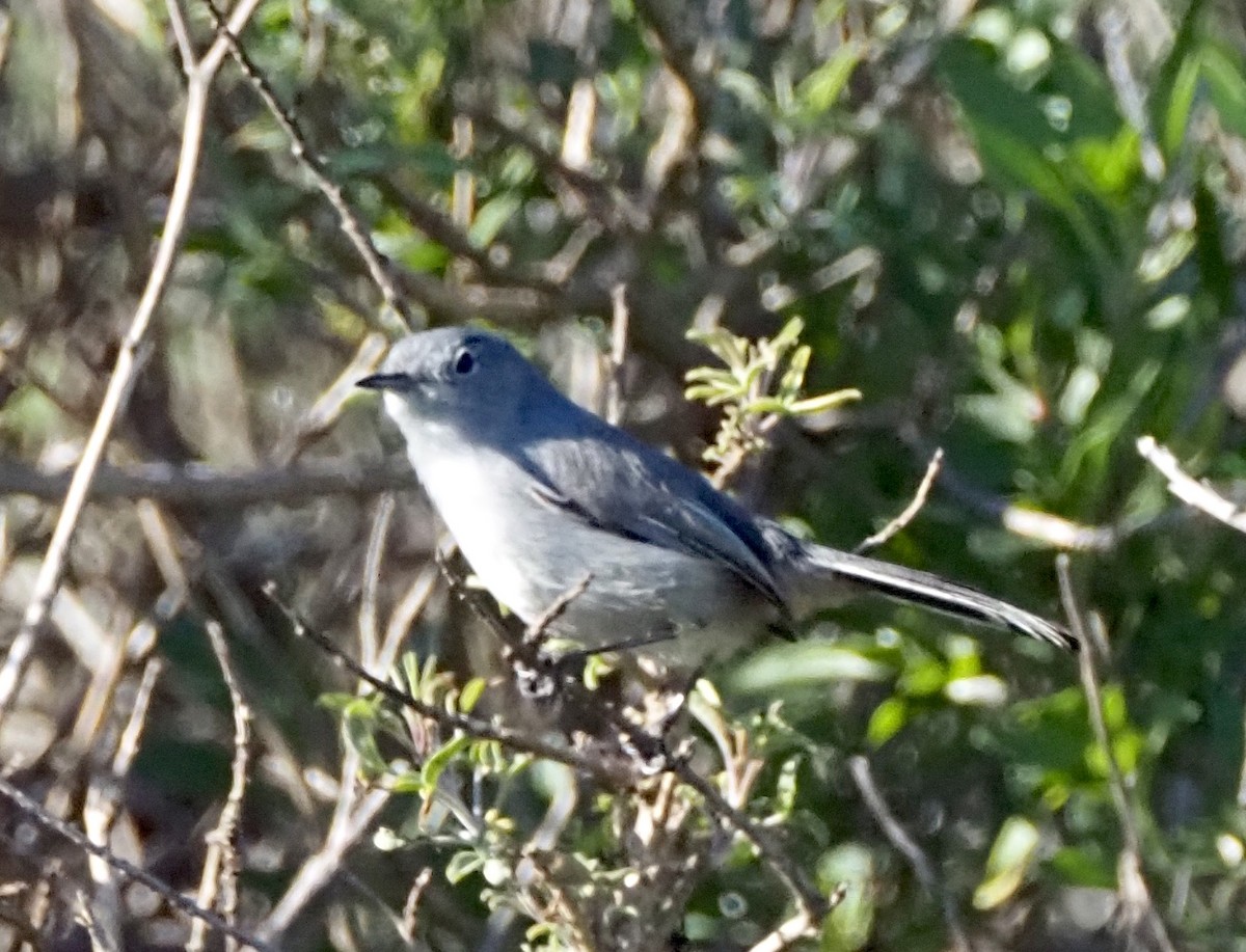 California Gnatcatcher - ML646681824