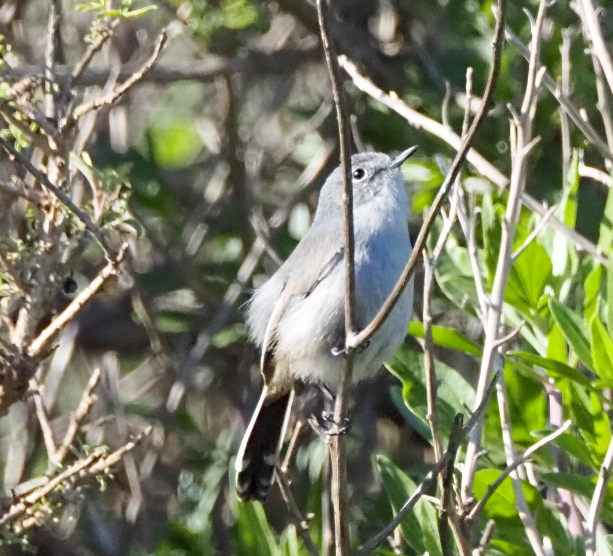 California Gnatcatcher - ML646681825