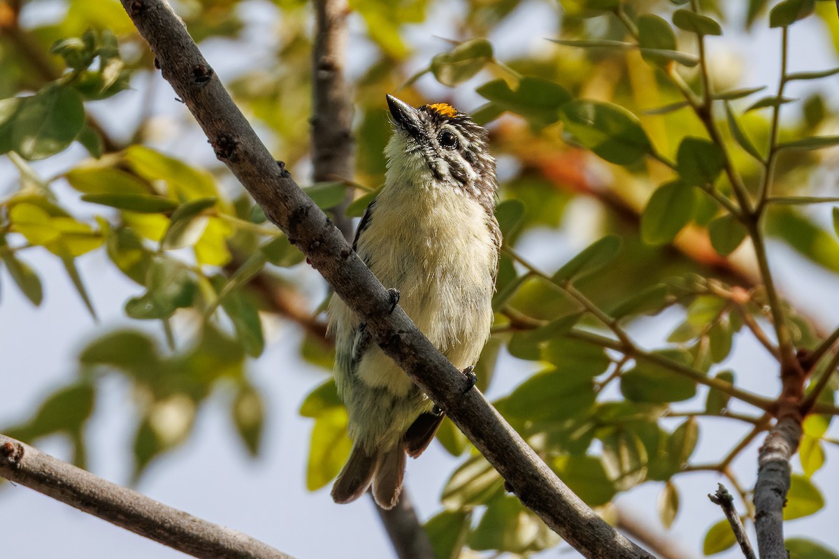 vousáček zlatočelý - ML646681828