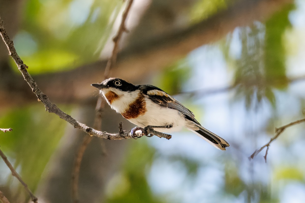 lesknáček obecný - ML646681832