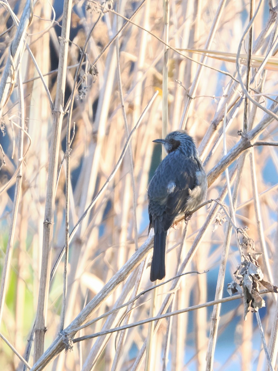 brunørebylbyl - ML646681833