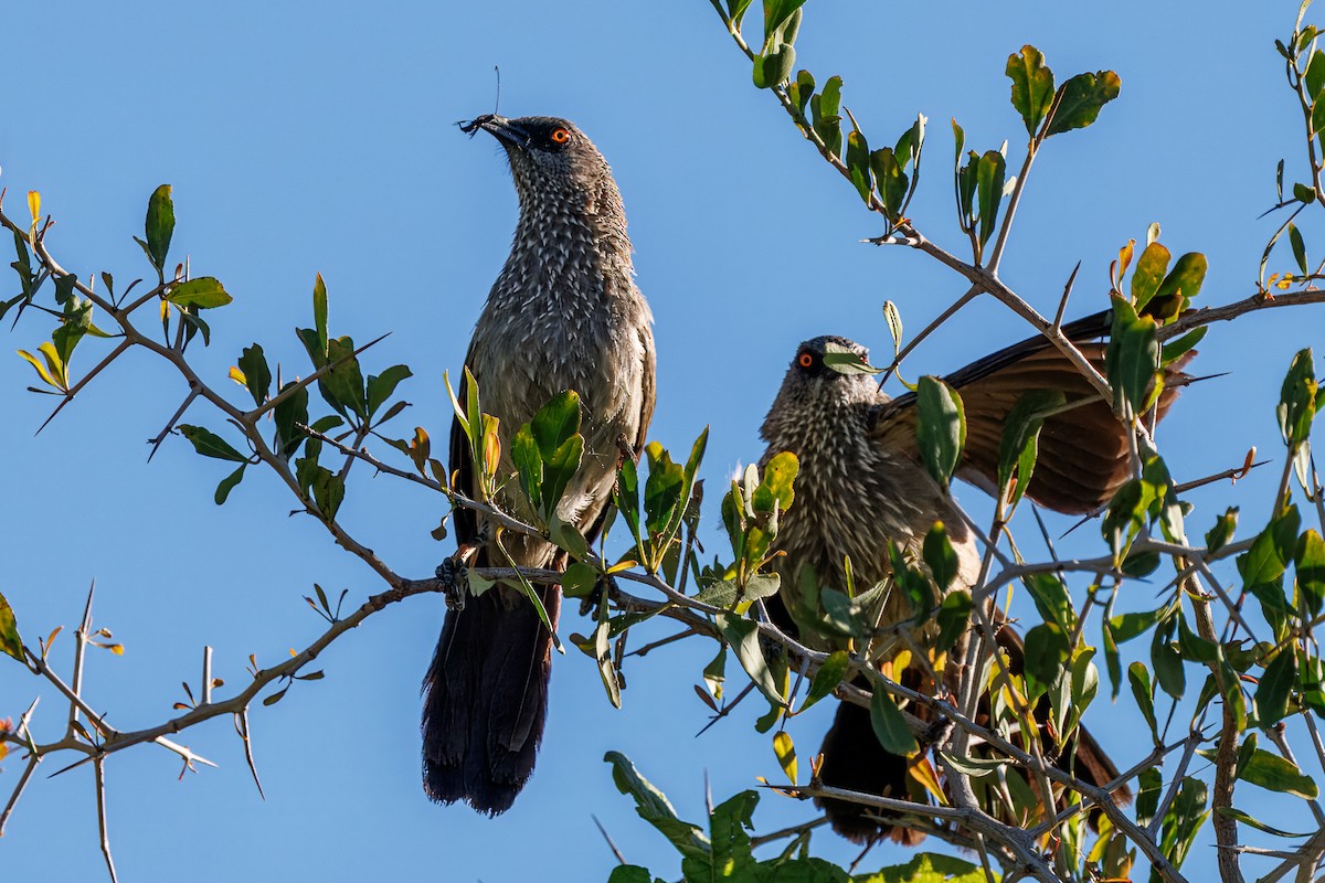 Arrow-marked Babbler - ML646681844