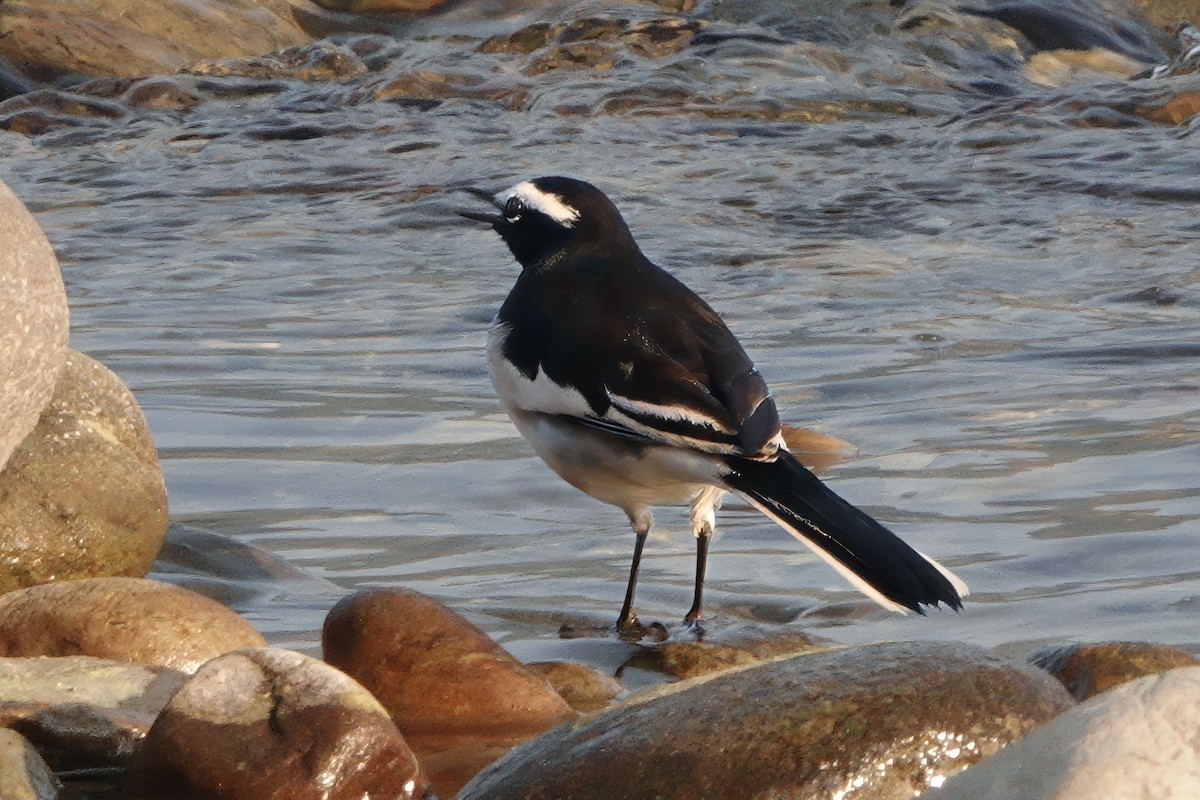 Buztanikara pinto indiarra - ML646681845