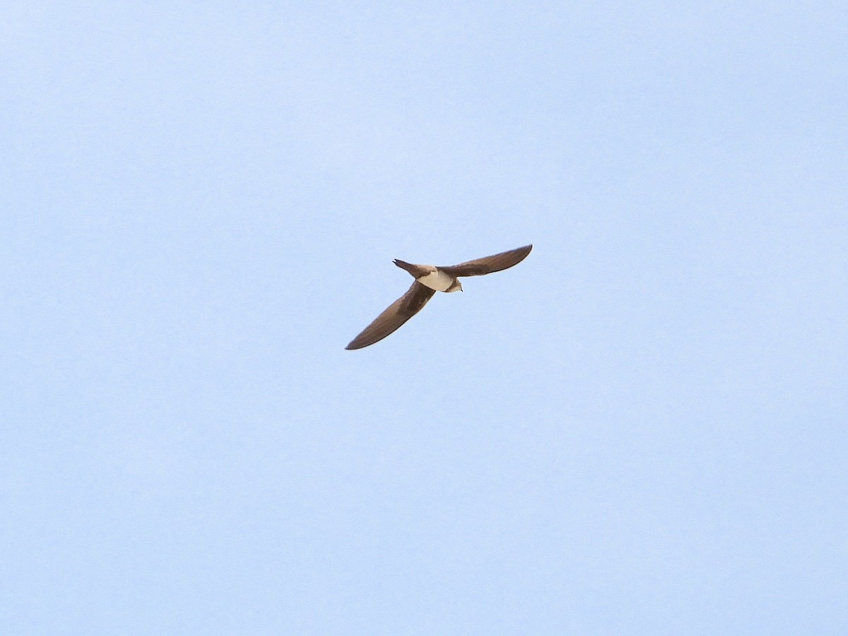 Alpine Swift - ML646681846