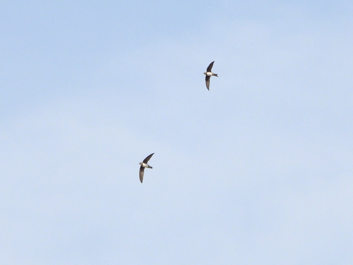 Alpine Swift - ML646681848