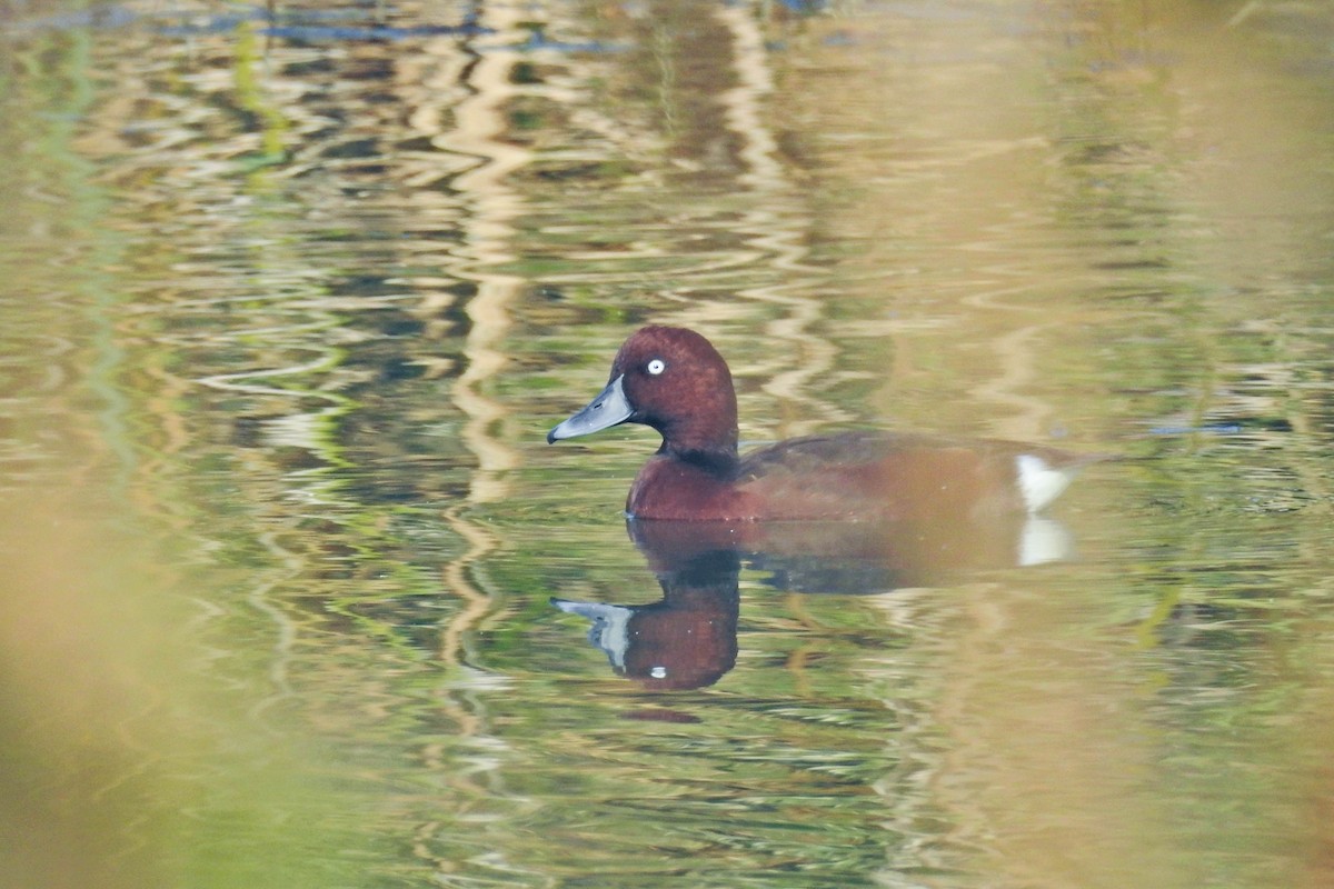 Ferruginous Duck - ML646681852