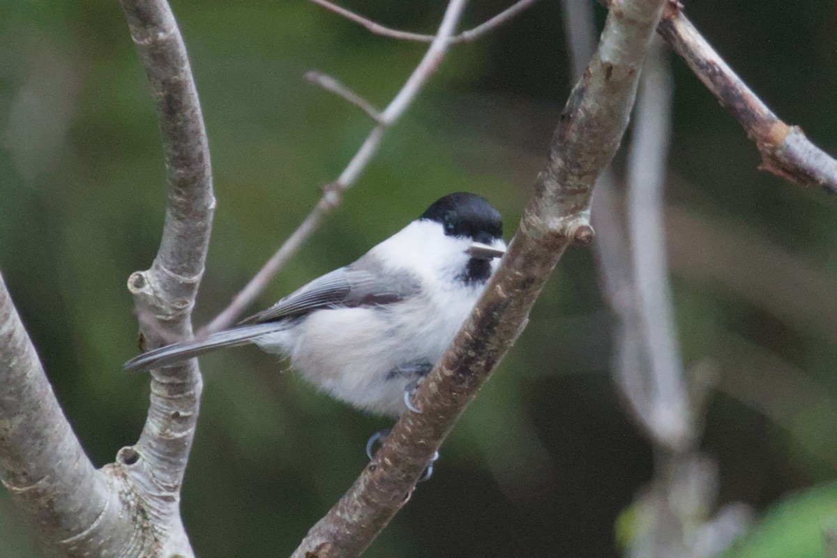 Willow Tit - ML646681854