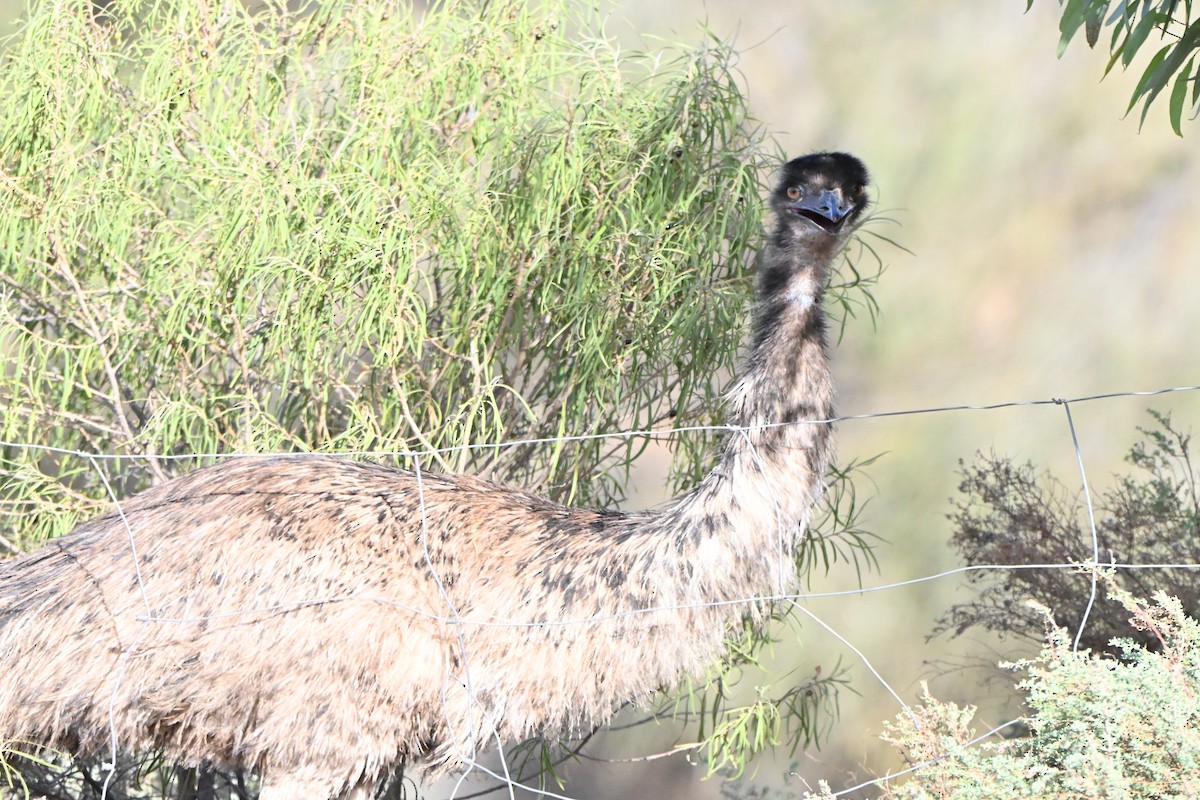 Emu - ML646681856