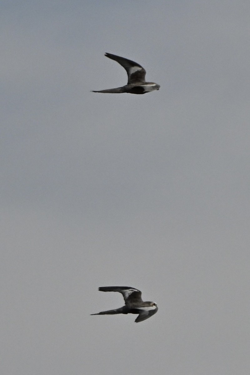 雞尾鸚鵡 - ML646681858