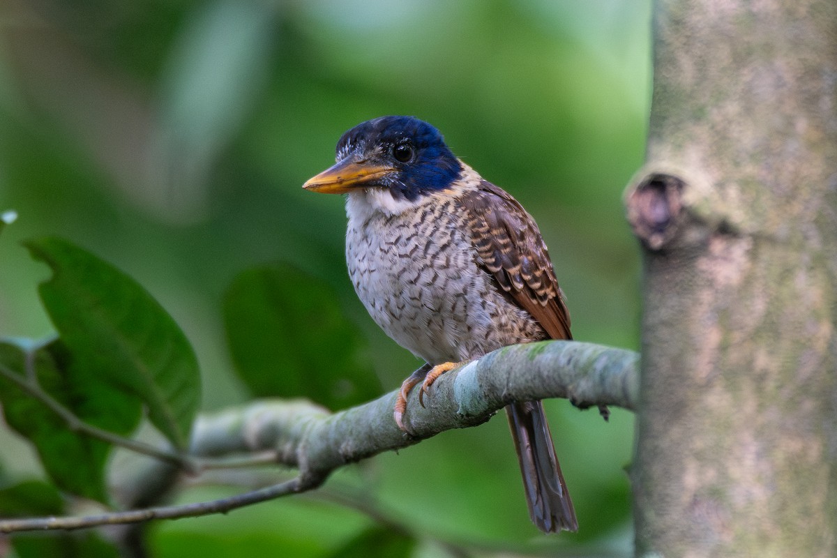 Scaly-breasted Kingfisher (Scaly-breasted) - ML646681861