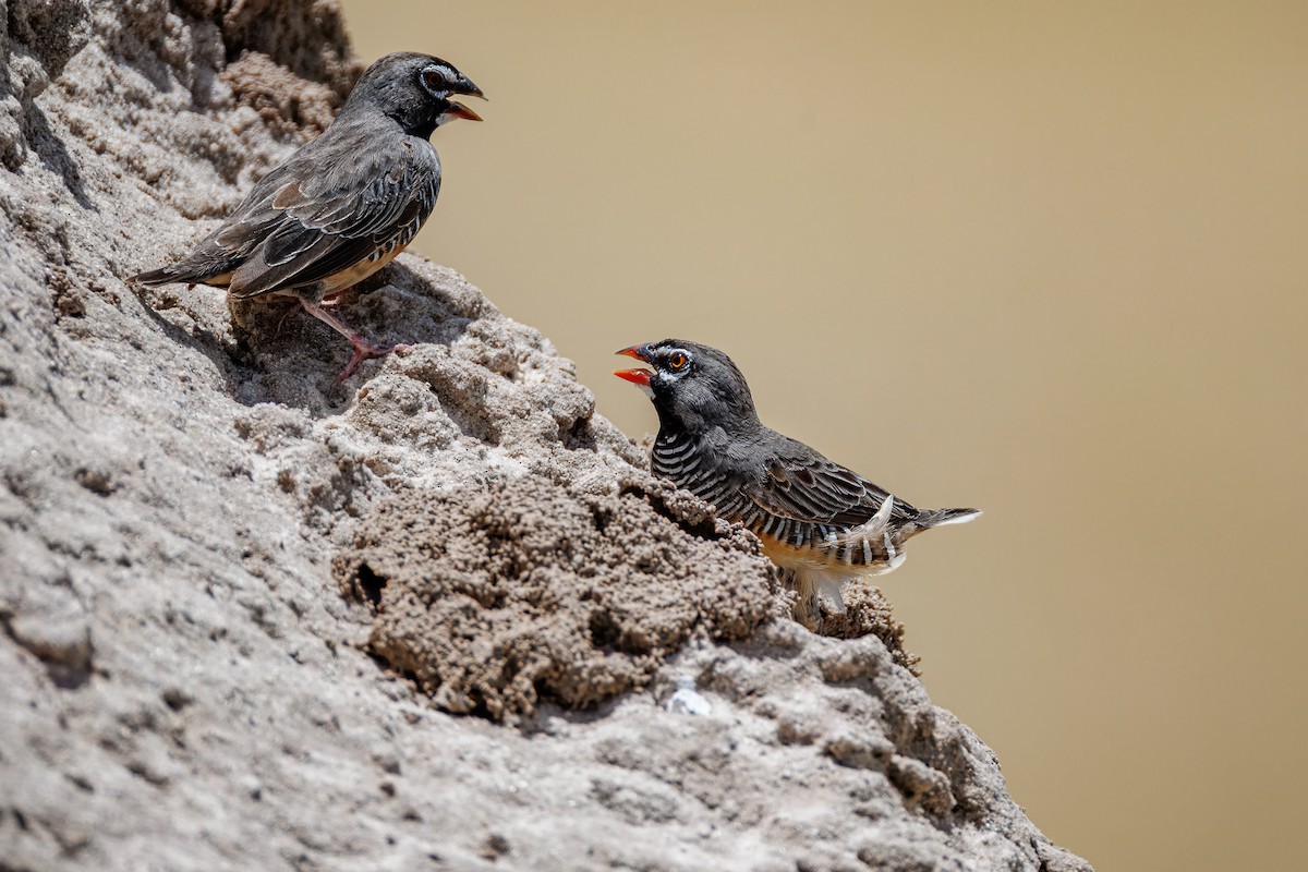 Quailfinch - ML646681862