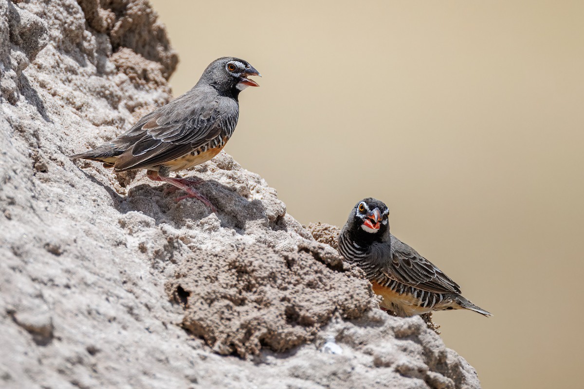 Quailfinch - ML646681863