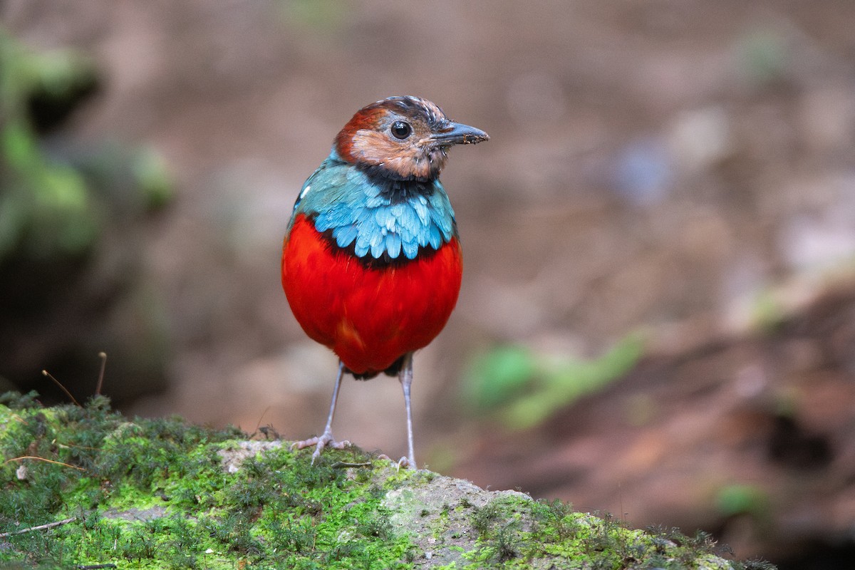 Sulawesi Pitta (Sulawesi) - ML646681864