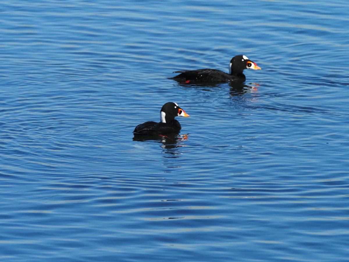 Surf Scoter - ML646681866