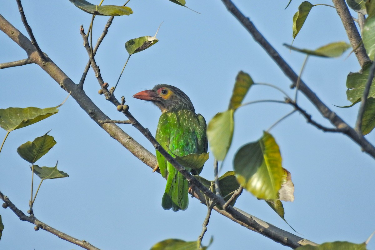 Brown-headed Barbet - ML646681867