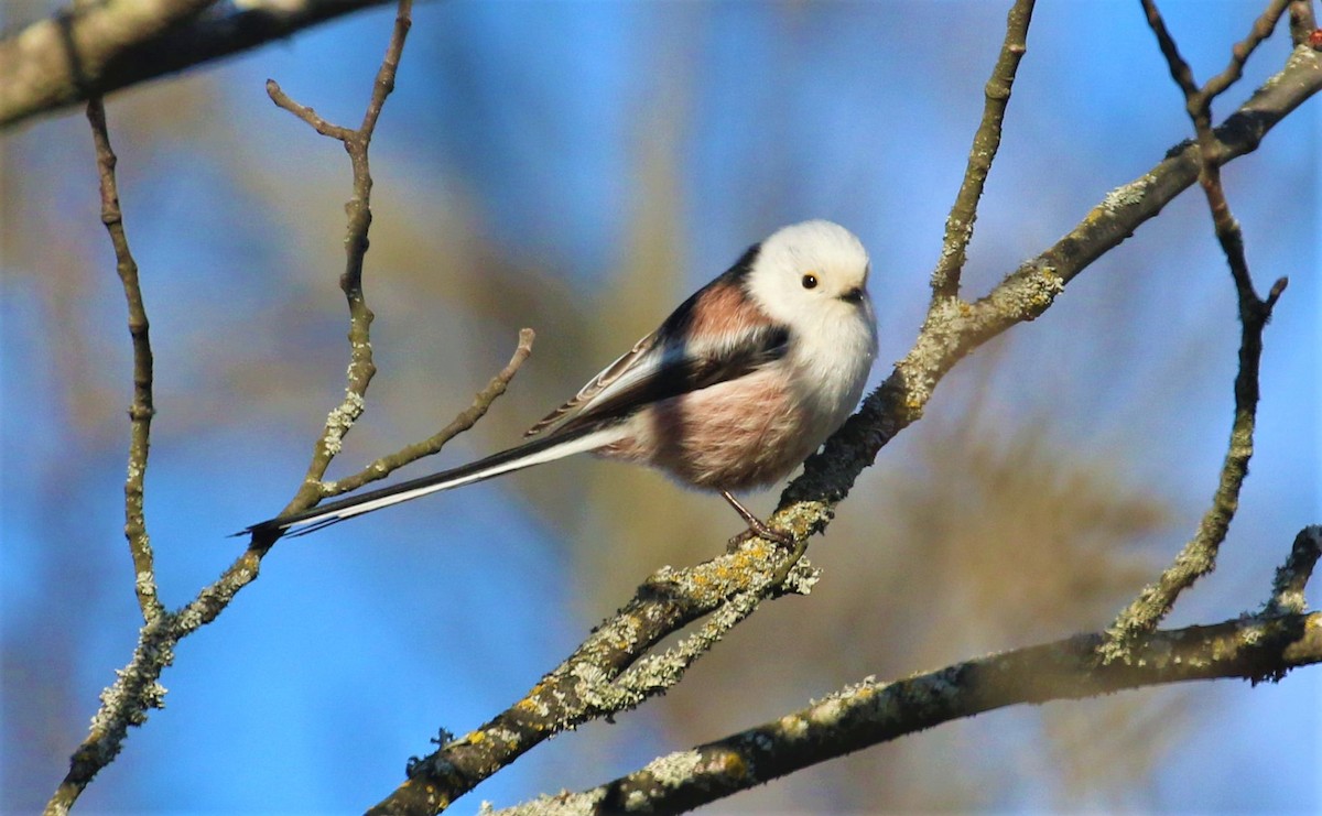 Long-tailed Tit - ML646681868