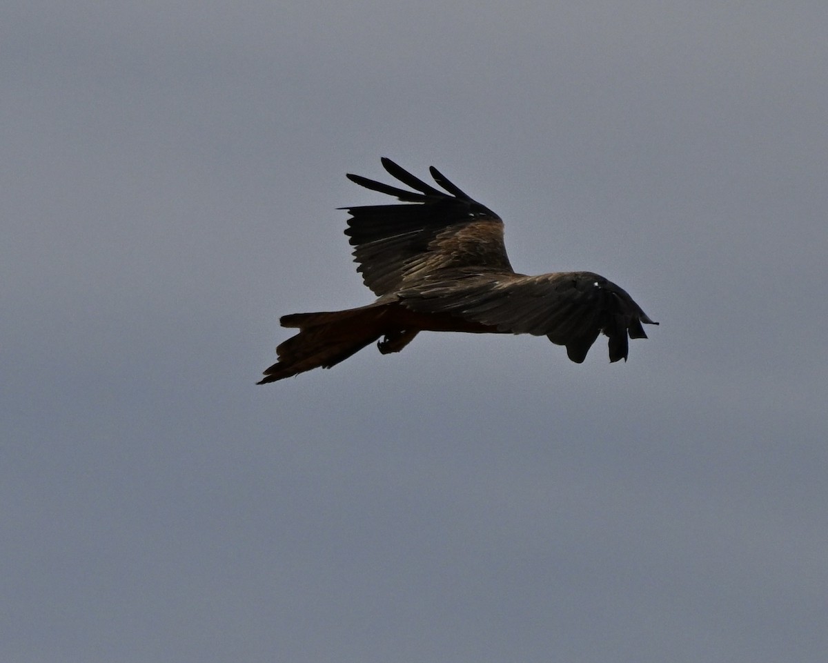 黑鳶 - ML646681869