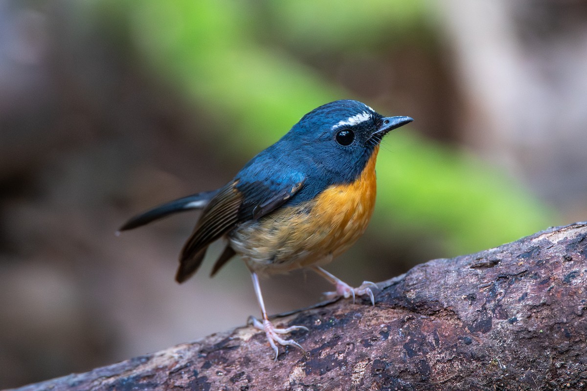 黃胸青鶲 - ML646681871