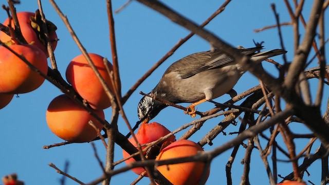 灰椋鳥 - ML646681872