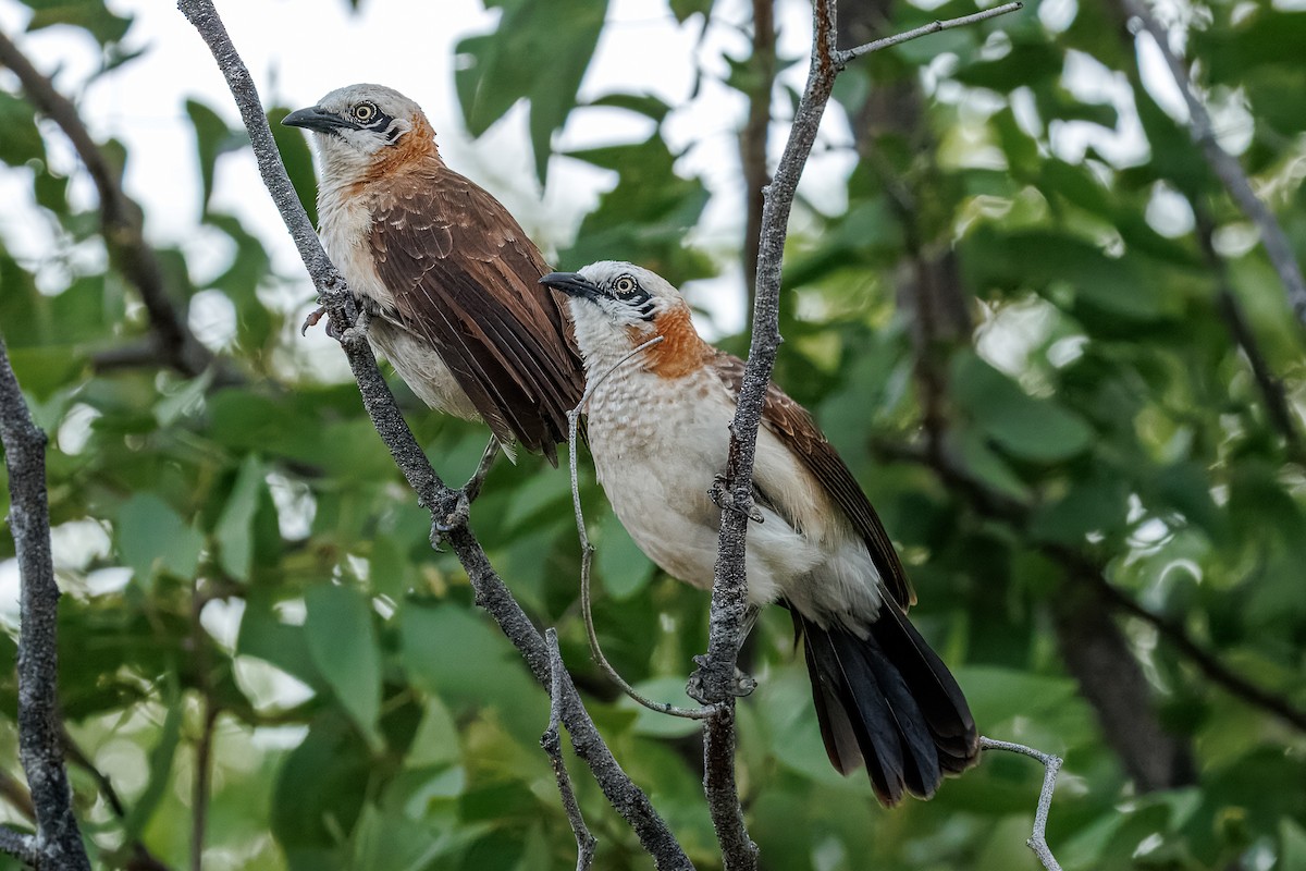 Bare-cheeked Babbler - ML646681873