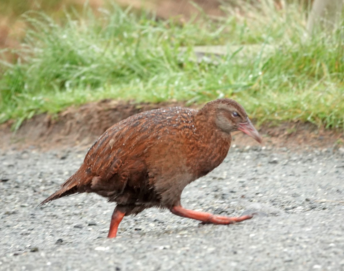 Weka - ML646681874